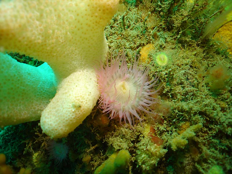 Cylista elegans var. rosea with Alcyonium digitatum in the Isles of Scilly.