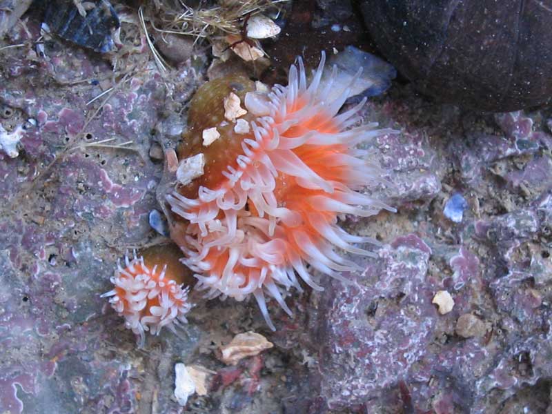 Orange-centred Cylista elegans with clear white spots on the column.