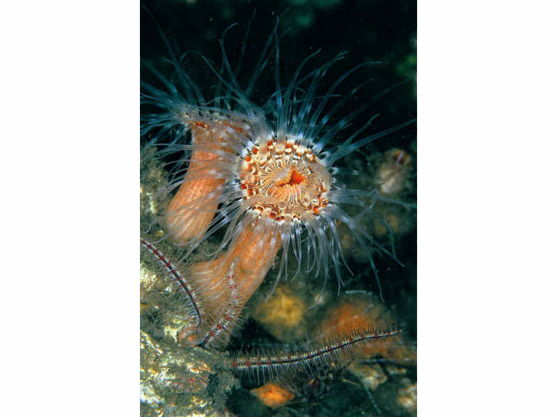 [saglac]: A sea anemone <i>Cylista lacerata</i>.