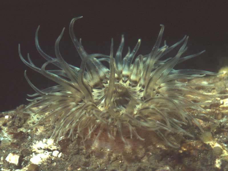 Aquarium photograph of individual from Firestone Bay, Plymouth Sound.