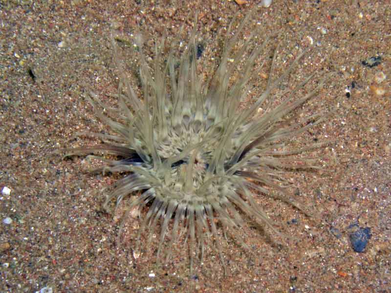 Cylista undata on sandy sublittoral sediment.