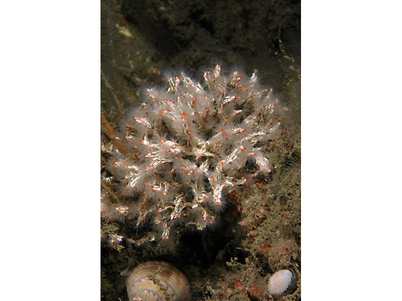 Modal: <i>Salmacina dysteri</i> at Firestone Bay in Plymouth Sound.