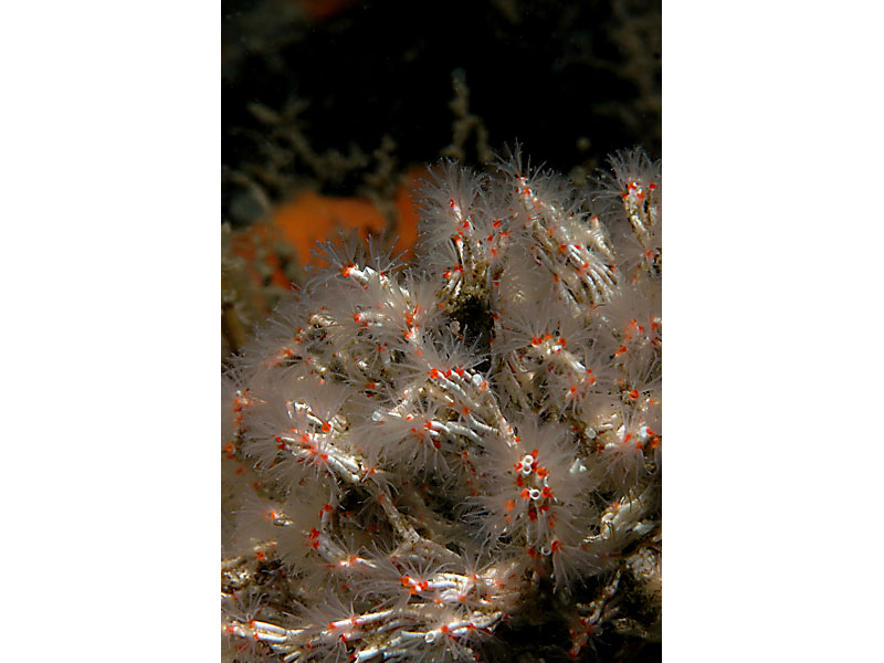 Modal: <i>Salmacina dysteri</i> at Firestone Bay in Plymouth Sound.