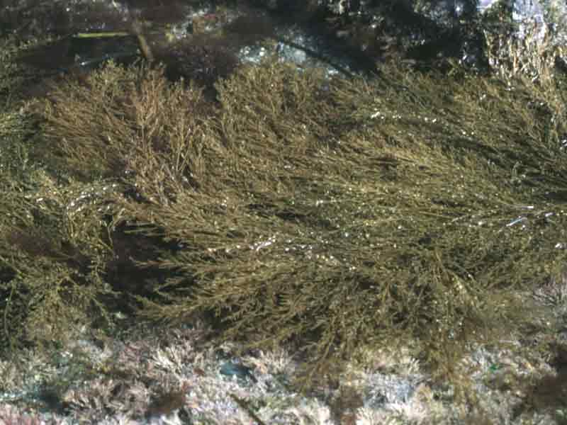 [sarmut2]: Wire weed on a rocky substrate.