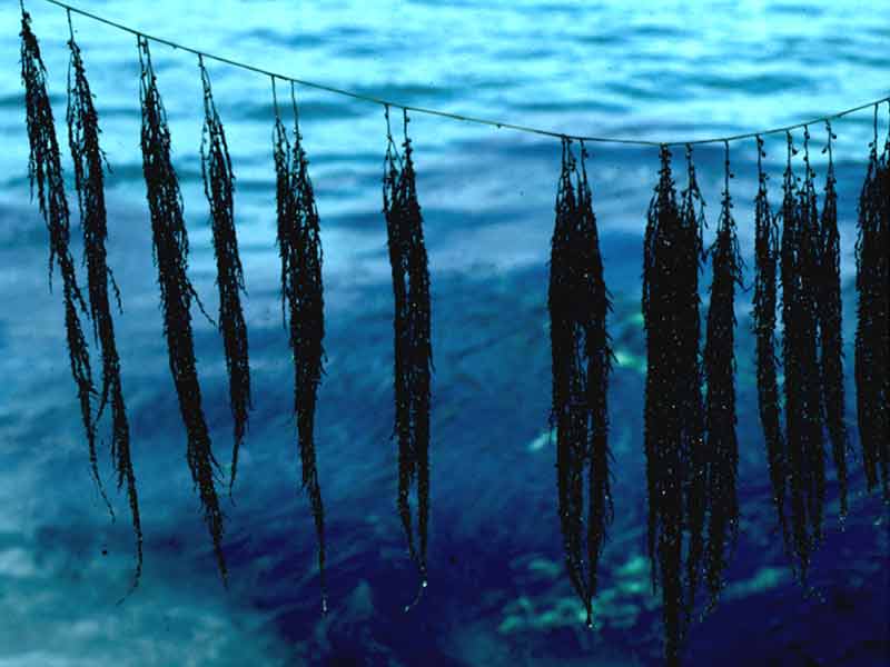 Wire weed out of water showing 'washing line' appearance.