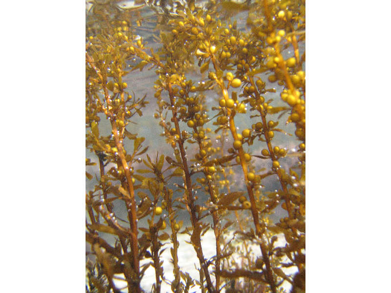 Modal: Close up of <I>Sargassum muticum</I> underwater showing air bladders.