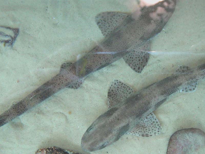 Image: Scyliorhinus canicula individuals at the National Marine Aquarium.