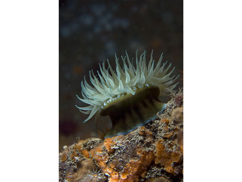 Modal: A macro image of an anemone on rocky substratum