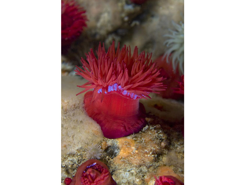 Actinia equina