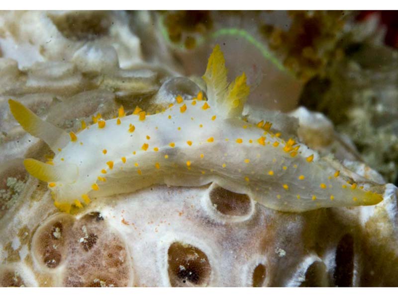 Crimora papillata on an encrusting sponge