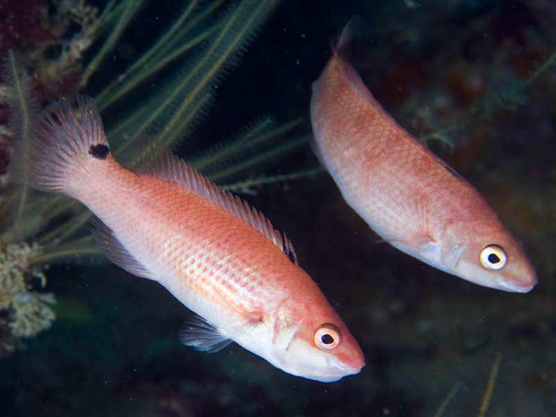 A pair of goldsinny wrasse