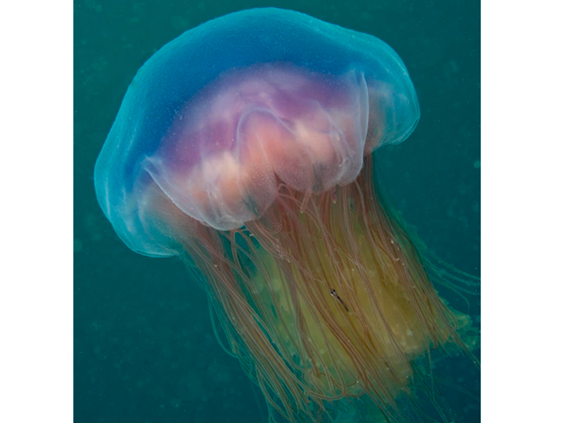 Modal: a blue jellyfish in open water