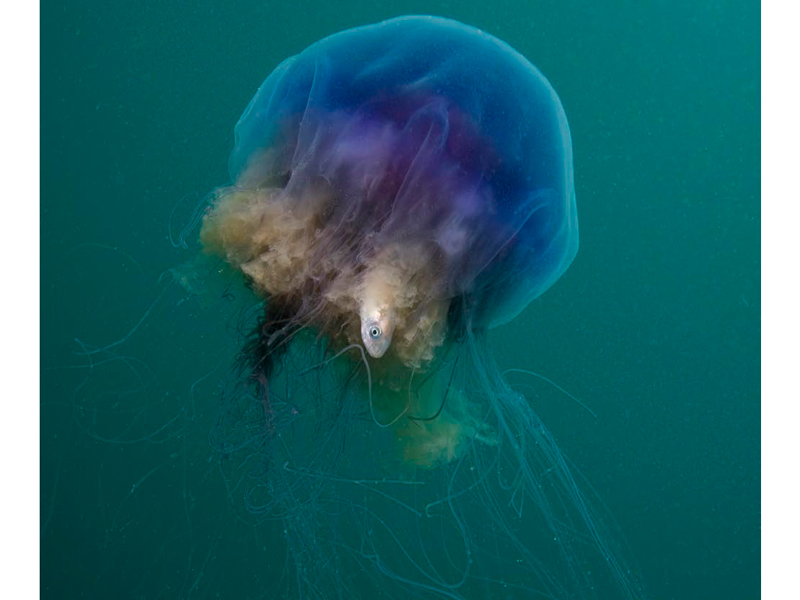 Modal: A feeding blue jellyfish