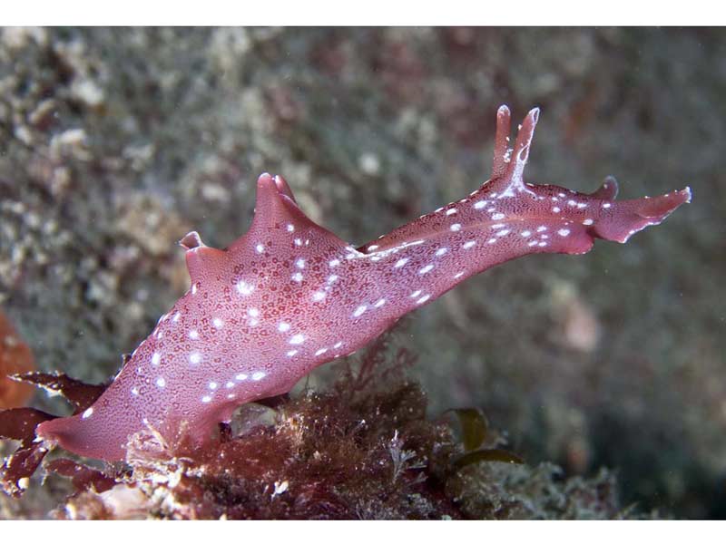 Black Sea Hare Facts