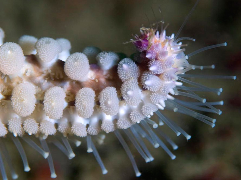 The tip of a Marthasterias glacialis leg.