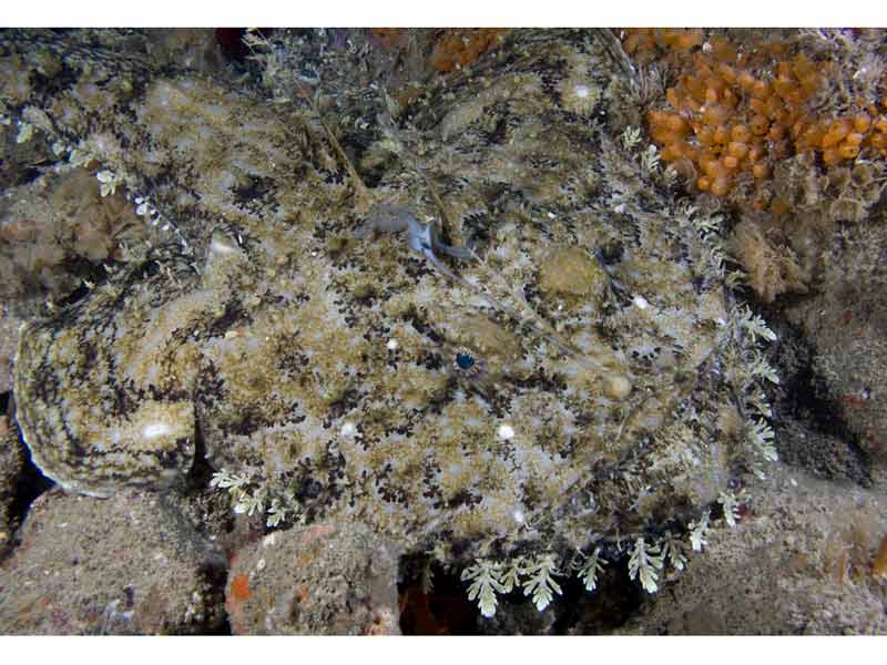 Modal: A camouflaged angler fish on the seabed.