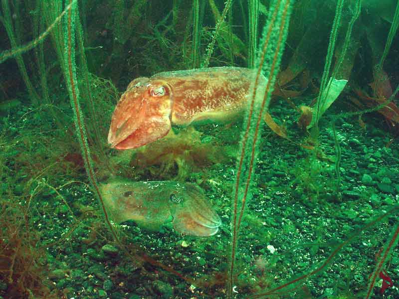 Modal: Pair of <i>Sepia officinalis</i> hovering over the seabed.