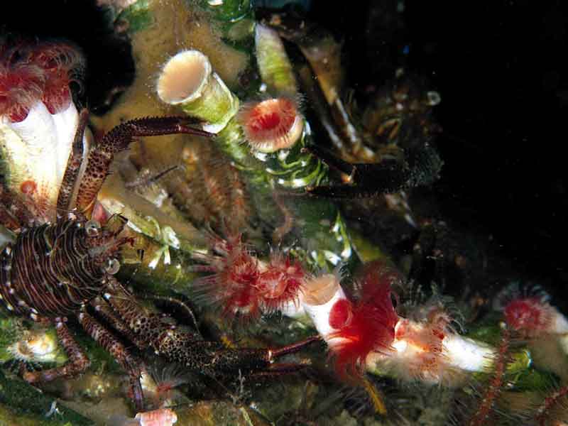 [server]: A tube worm <i>Serpula vermicularis</i>.