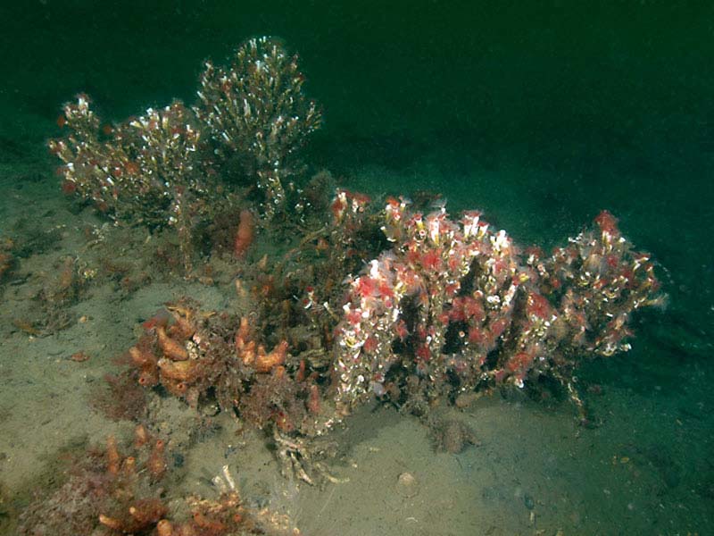 Modal: A colony of <i>Serpula vermicularis</i> forming a small reef, Loch Creran, an SAC on the west coast of Scotland.
