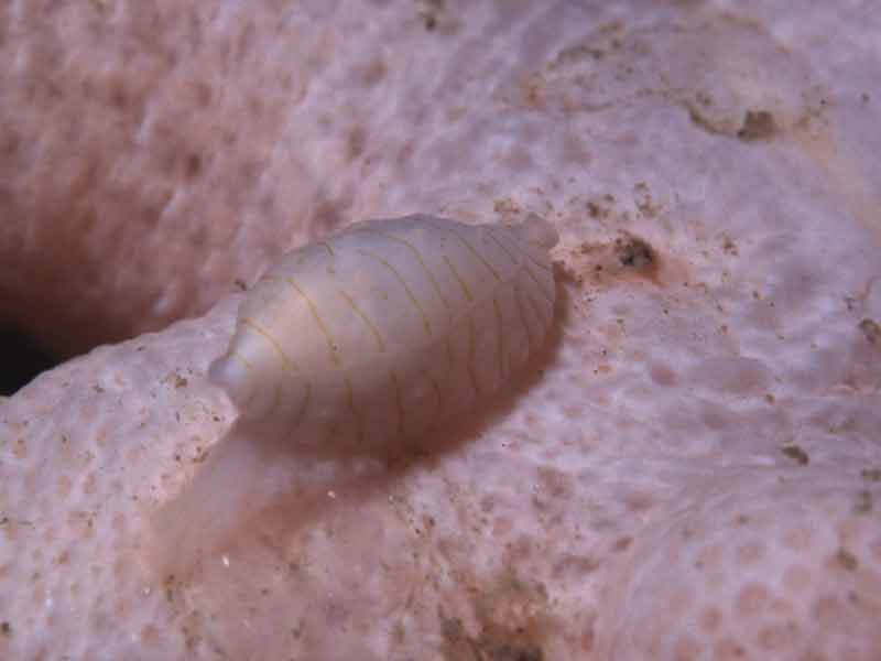 Modal: The carnivorous snail <i>Simnia patula</i>.