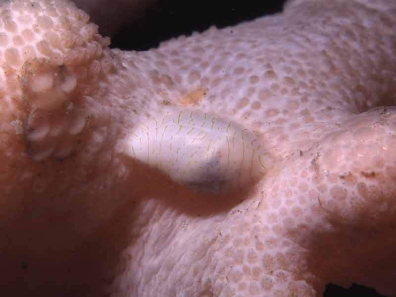 Image: The carnivorous snail Simnia patula with its eggs on its prey, Alcyonium digitatum.