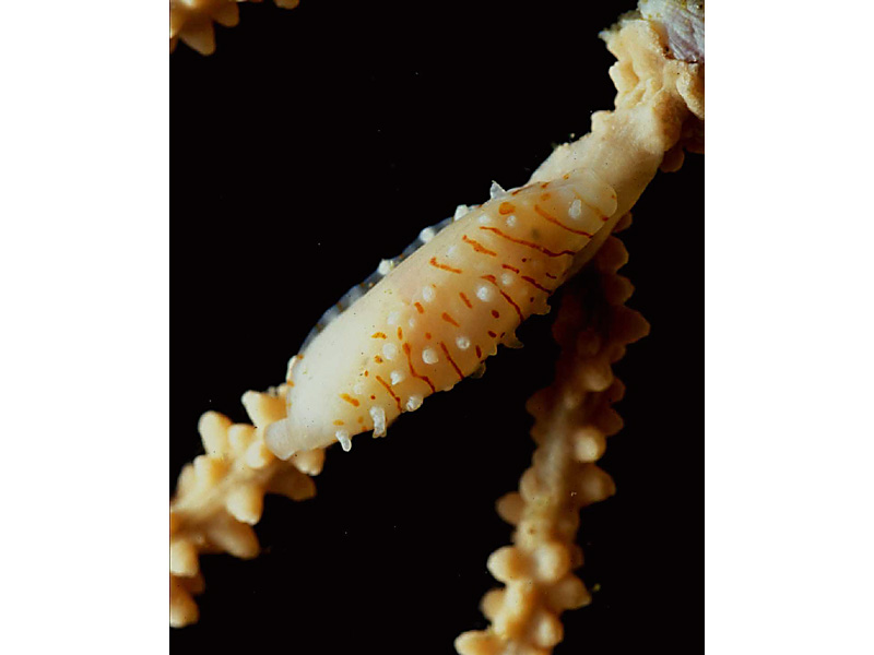 Simnia patula on Eunicella verrucosa at Lundy.