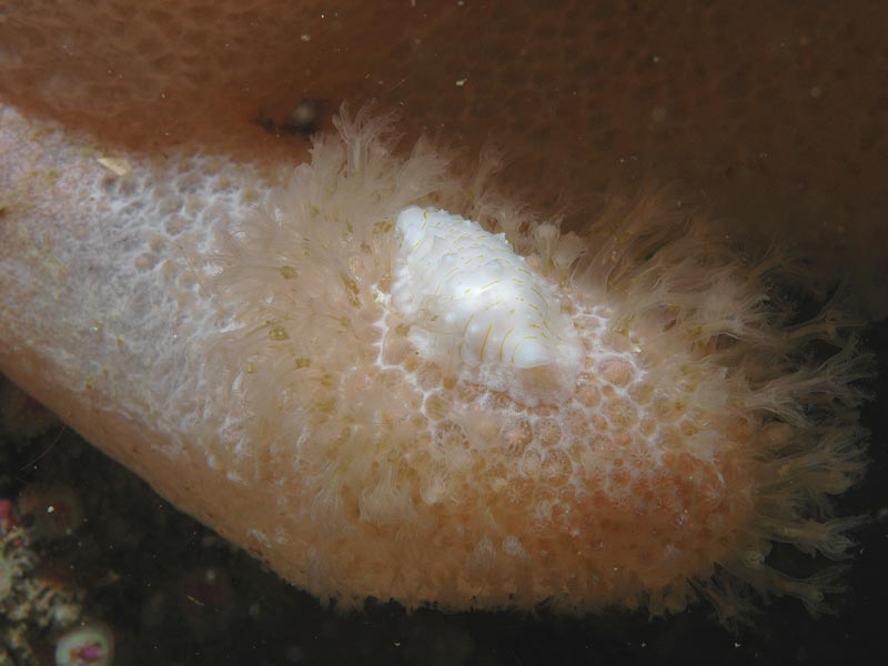 Simnia patula on Alcyonium digitatum.