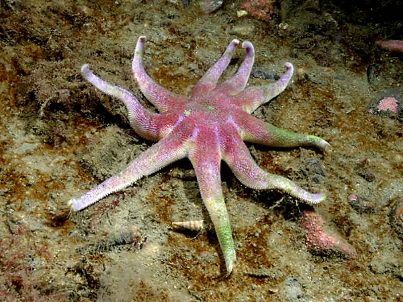 Solaster endeca near Lismore Island, western Scotland.