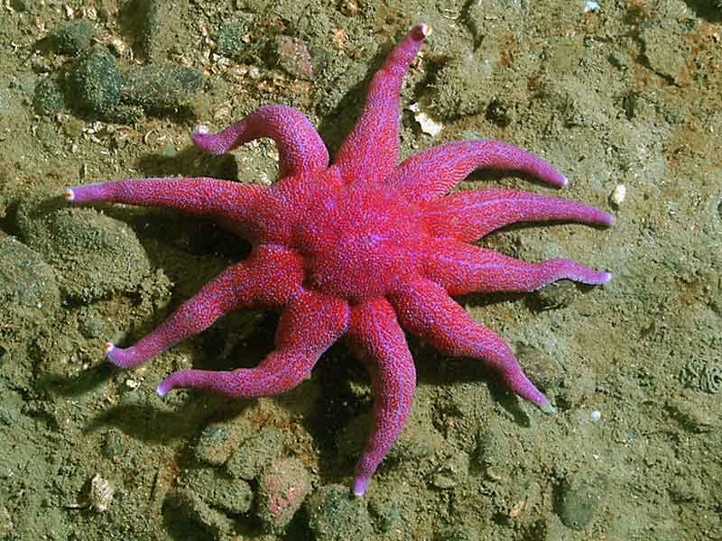 Solaster endeca at Loch Creran, west Scotland.