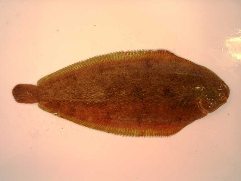 Dorsal view of whole Solea solea.