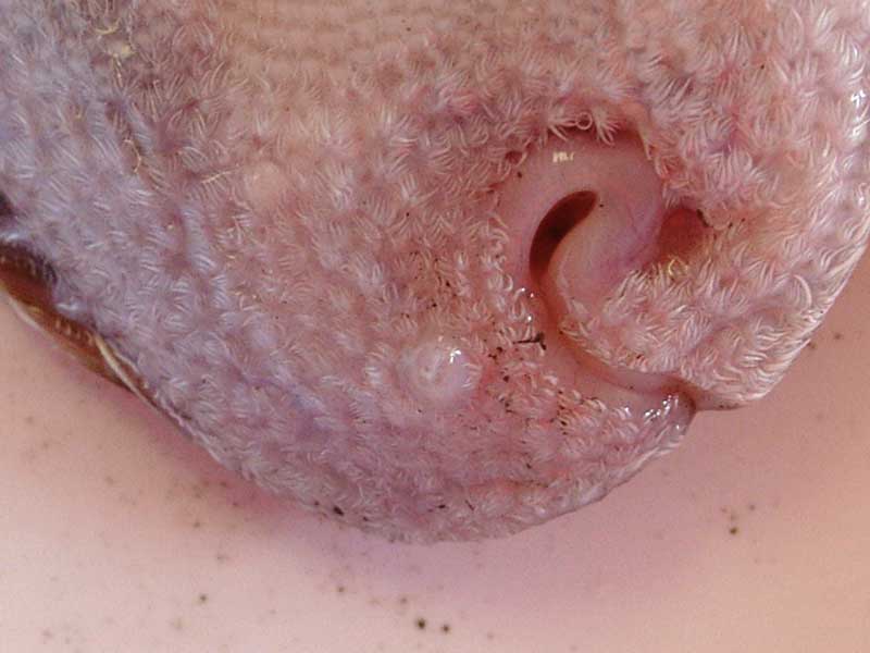 Ventral view of mouth of Solea solea.