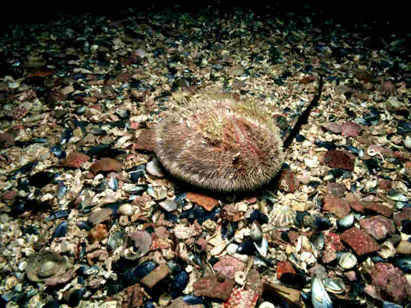 Entire individual on sea bed.