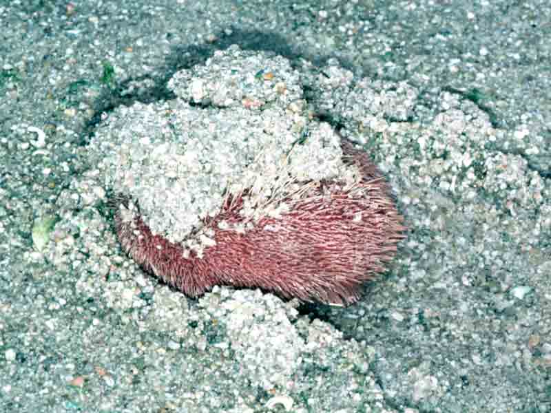 Image: Spatangus purpureus half out of course sediment