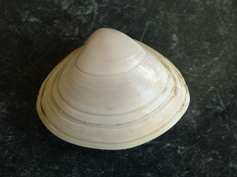 Modal: The surf clam <i>Spisula solida</i>.