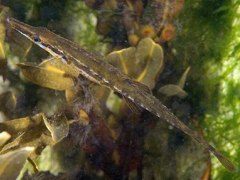 Modal: Dorsal view of the fifteen-spined stickleback <i>Spinachia spinachia</i>.