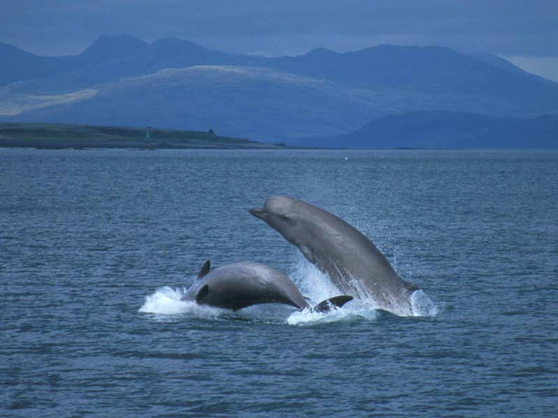 Modal: A pair of breaching Northern bottlenose whales, showing their underside and left side.