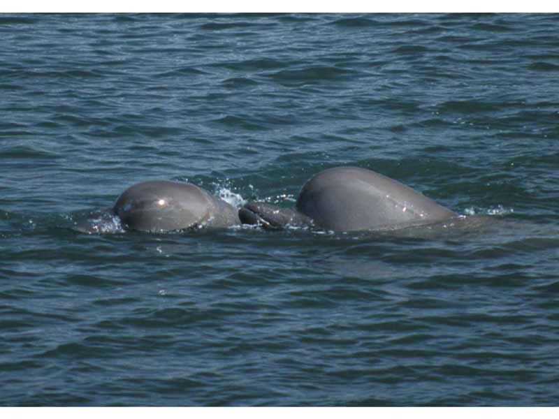 Modal: The heads of a pair of Northern bottlenose whales.