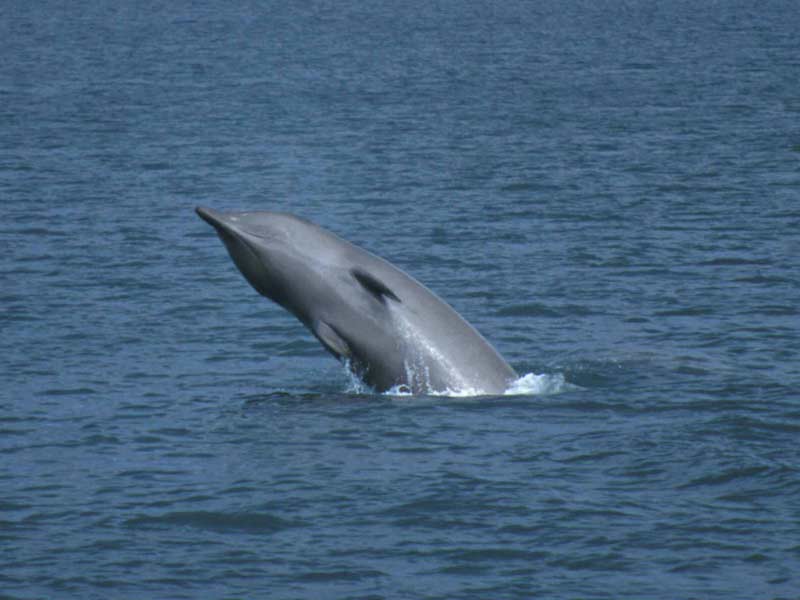 Part of the underside of a breaching northern bottlenose whale.