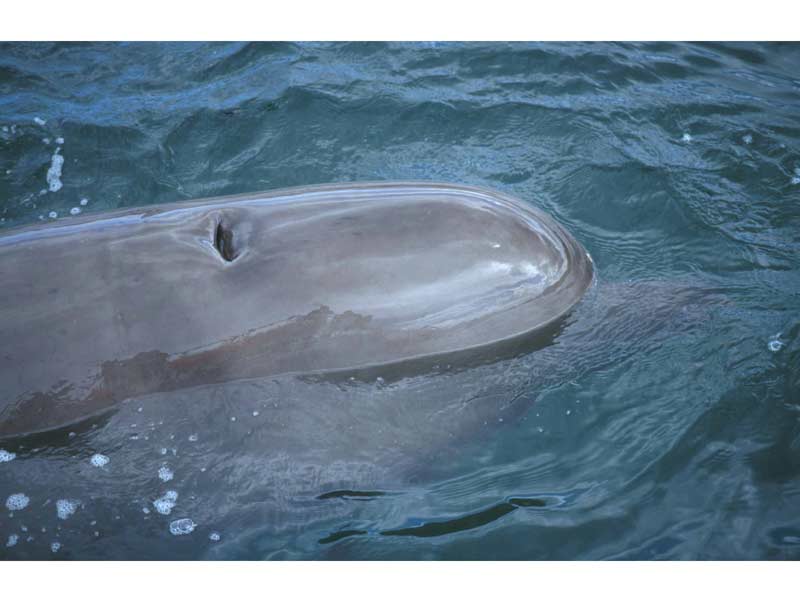 Modal: The head and blowhole of a northern bottlenose whale.