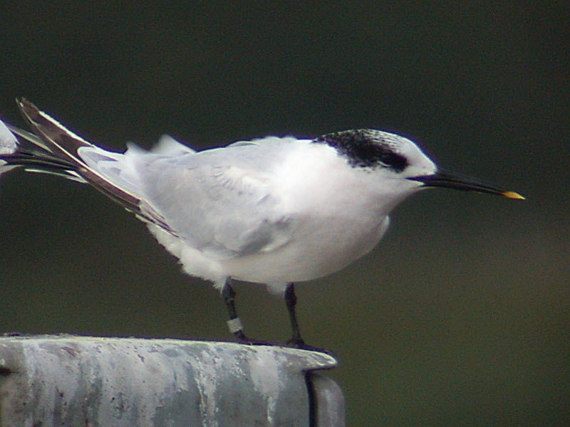 The sandwich tern, Sterna sandvicensis.