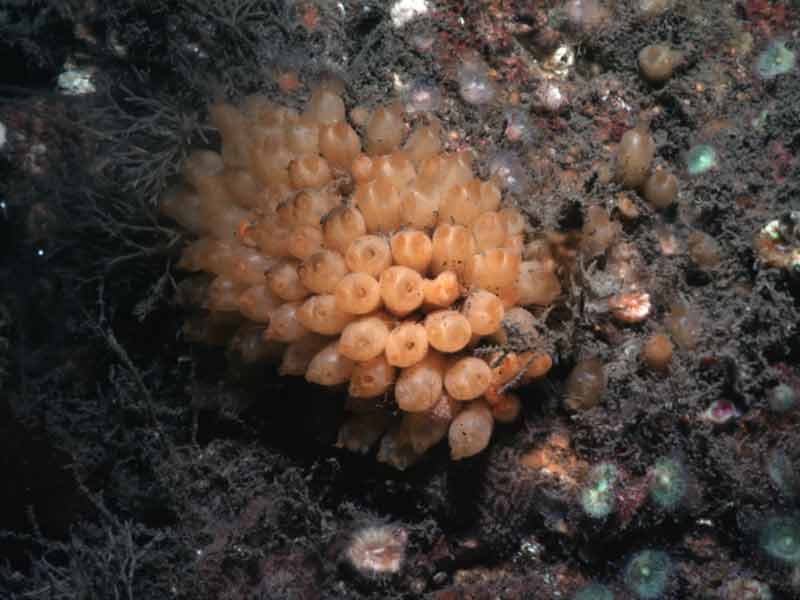Image: Colony of Stolonica socialis