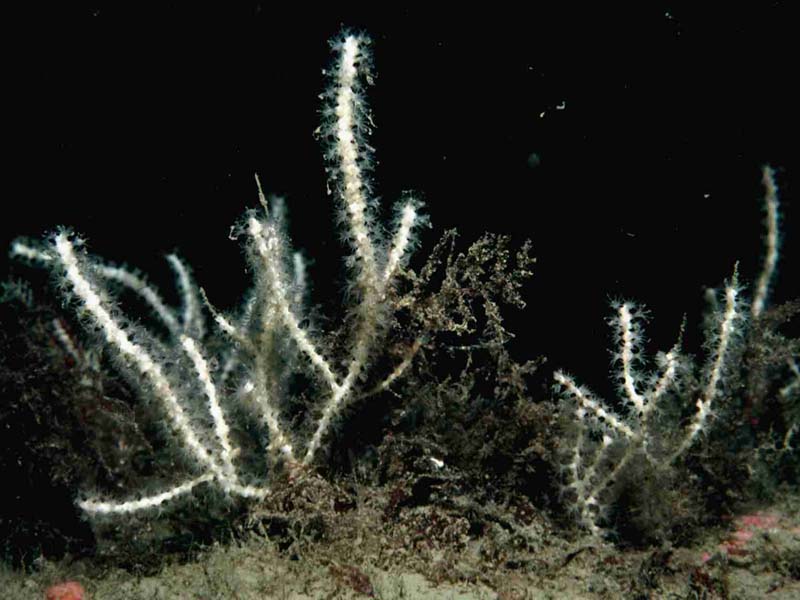 Image: A group of sea fans.