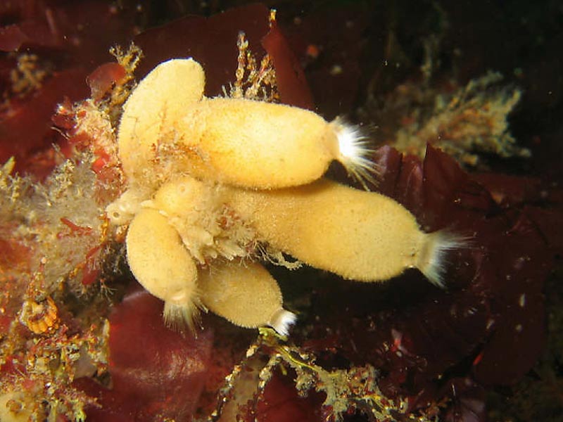 [syccil]: <i>Sycon ciliatum</i> in Lyme Bay, Devon.