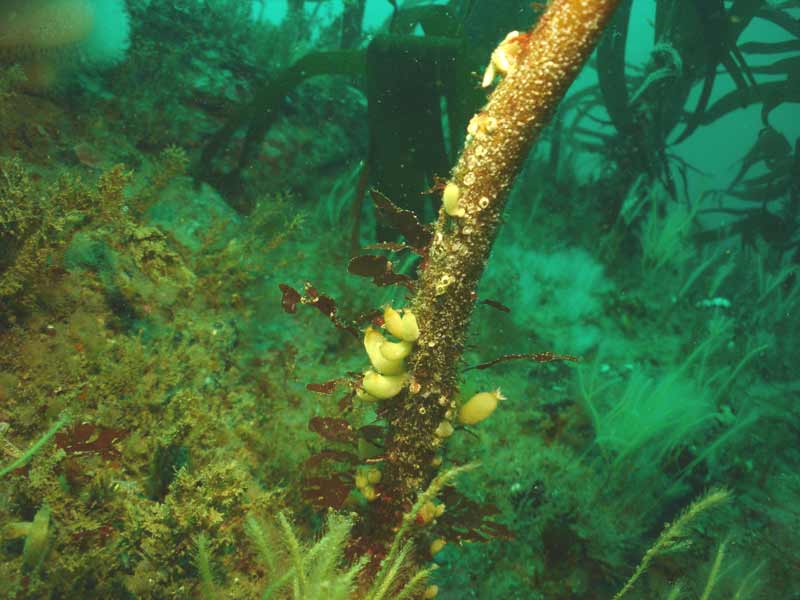 [syccil3]: <i>Sycon ciliatum</i> on some kelp.