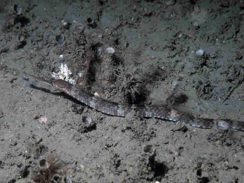 Modal: <i>Syngnathus acus</i>, the greater pipefish, swimming along the seabed at 20 m depth.