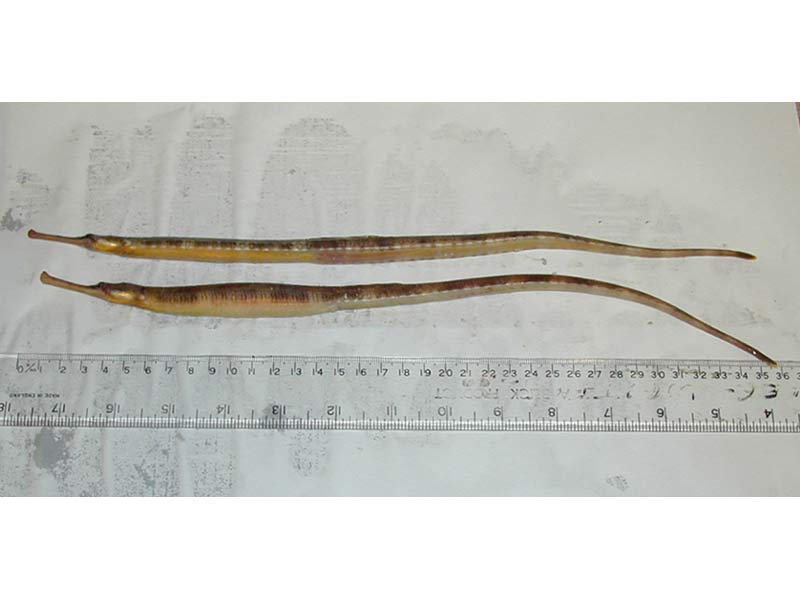 [synacu2]: Side view of male and female <i>Syngnathus acus</i>.