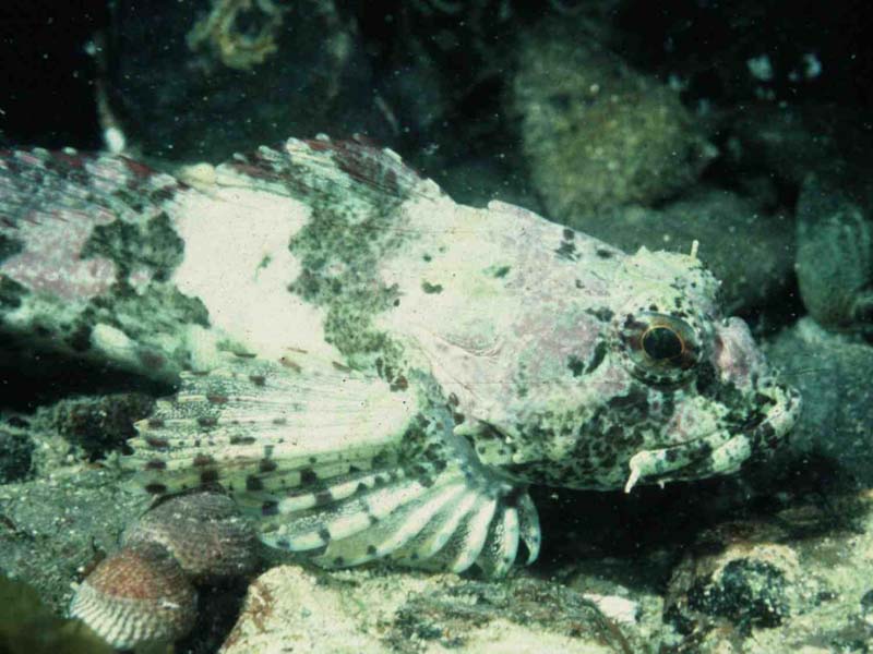 [taubub]: Long-spined sea scorpion,<i> Taurulus bubalis</i>