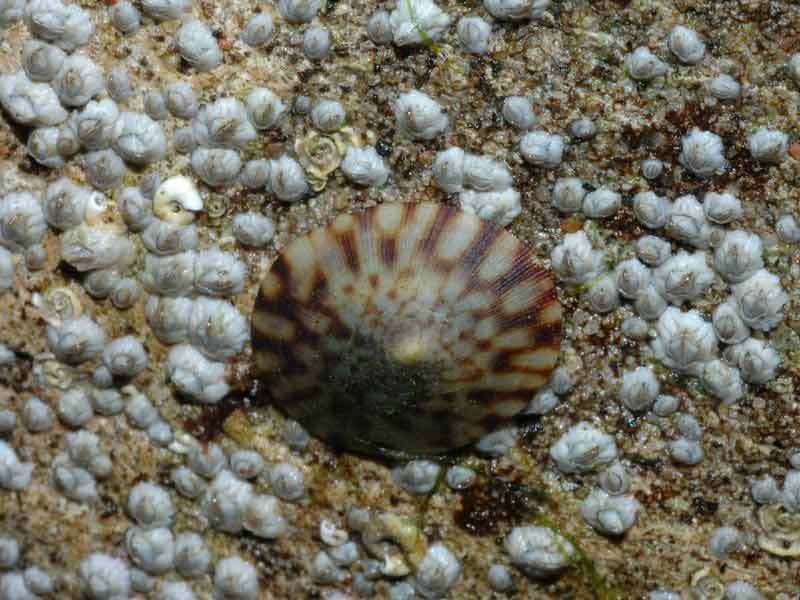 [tectes5]: <i>Tectura testudinalis</i> on a barnacle covered rock.