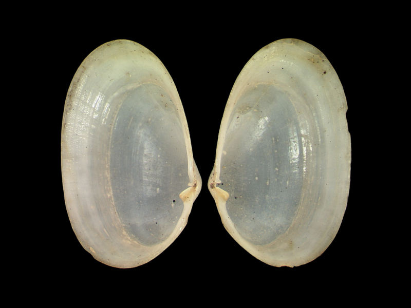Modal: Internal view of <i>Tellimya ferruginosa</i> valves.