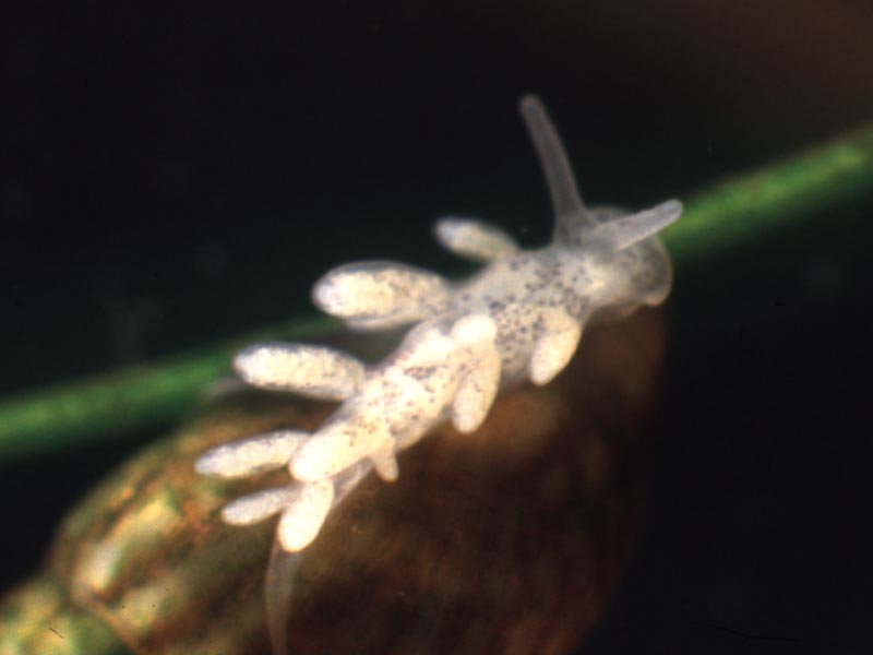 Image: Tenellia adspersa crawling on Ruppia with the mollusc Rissoa membranacea.